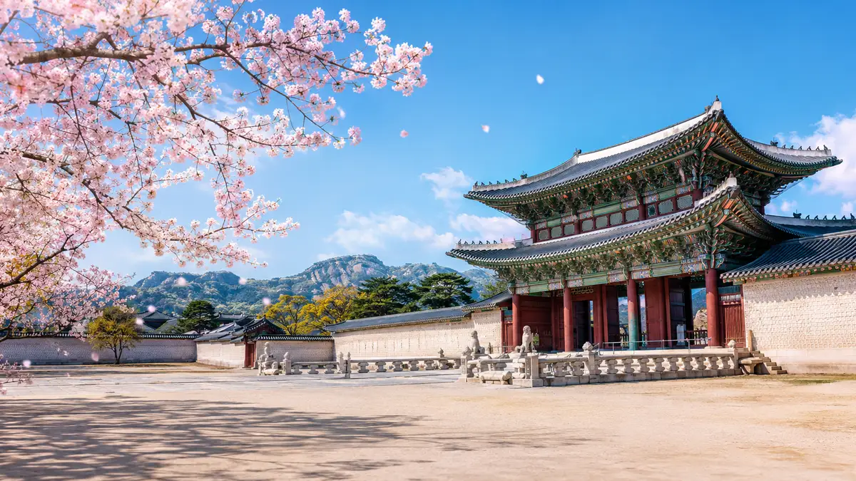 櫻花出行日韓包車旅遊形象圖 3