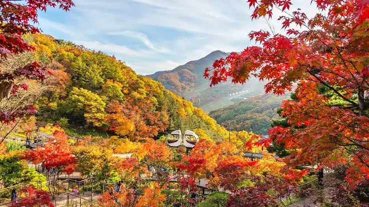 和談林楓樹園滿滿紅葉近景