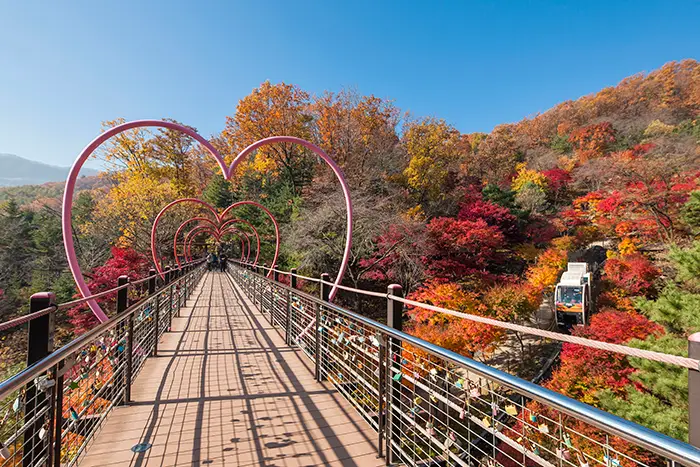 和談林約束之橋單軌列車與滿山楓紅大景