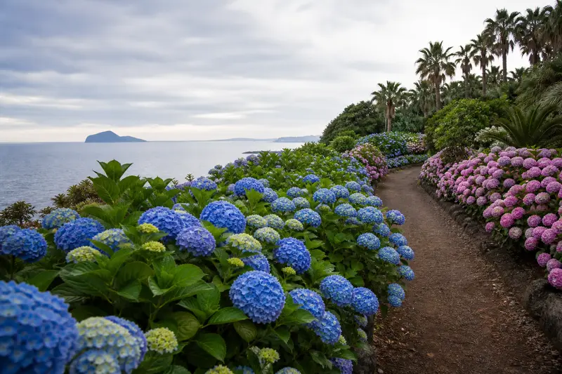 濟州花園步道兩側盛開繡球花，適合初夏賞花散步。