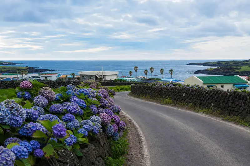 濟州東部村落海岸道路旁的繡球花與藍色海景。