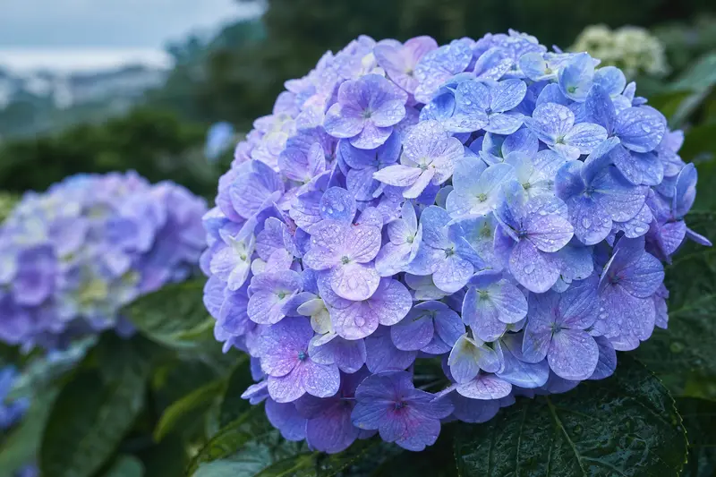 雨後濟州繡球花花瓣上的水珠與柔和藍紫色花球。