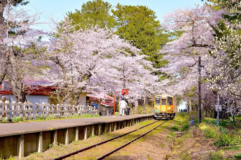 芦野公園盛開櫻花與津輕鐵道芦野公園駅