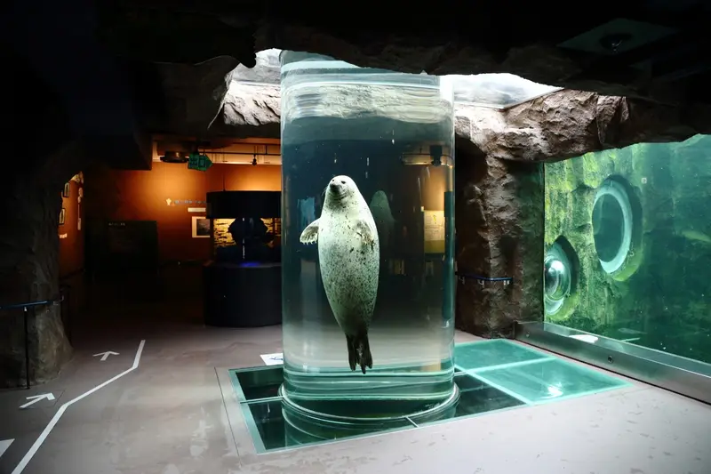 あざらし館（海豹館）圓柱形水槽「マリンウェイ」，斑海豹在遊客眼前垂直穿梭而過