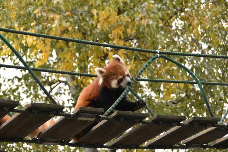 レッサーパンダ・きりん・かば舎（小貓熊・長頸鹿・河馬館）