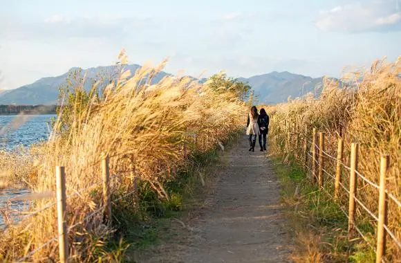 三樂江邊公園（삼락생태공원）：金色波斯菊與芒草