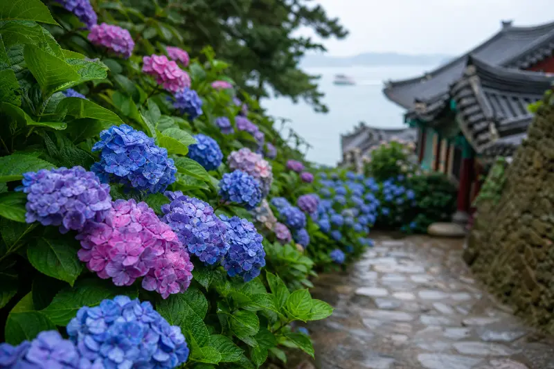 太宗寺步道旁藍紫粉色繡球花近景，呈現釜山夏季花季氛圍。
