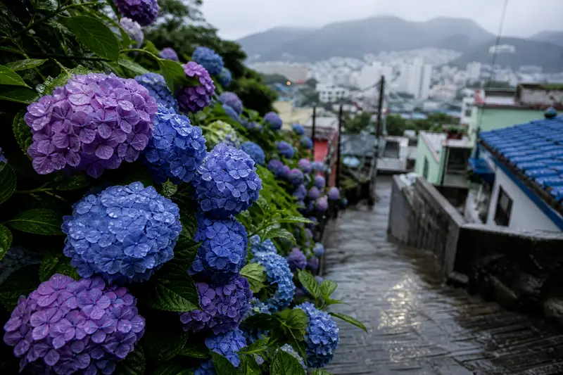 雨後繡球花帶有水珠，呈現釜山 6、7 月梅雨季賞花氛圍。