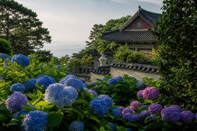 2026 釜山繡球花攻略｜太宗台太宗寺花季時間、交通、賞花路線