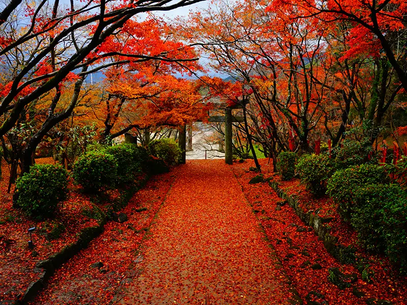 竈門神社石階兩側的紅葉隧道
