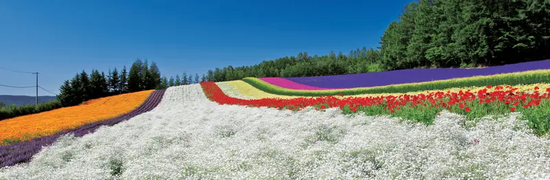 七彩花田（彩色花人之田／彩りの畑）