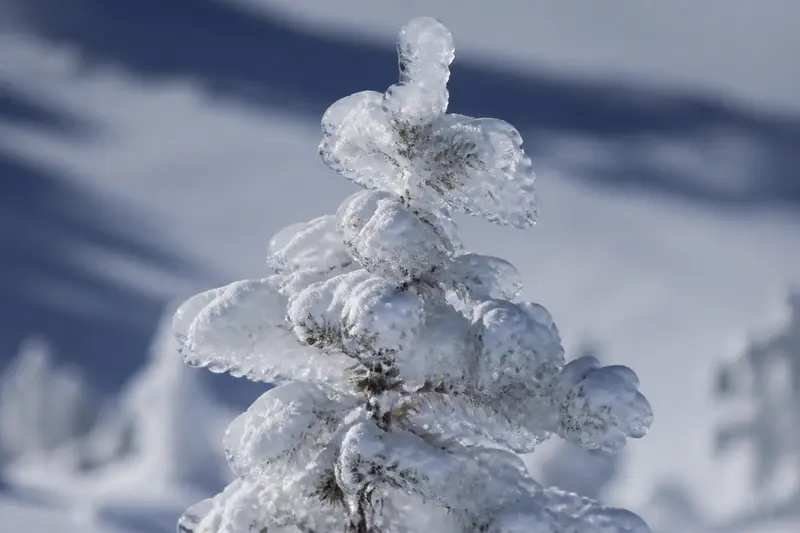 特寫一棵被雪冰完全包覆的青森椴松，形成傾斜的雪怪造型