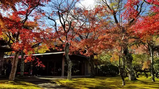 強羅箱根美術館苔庭上的紅葉