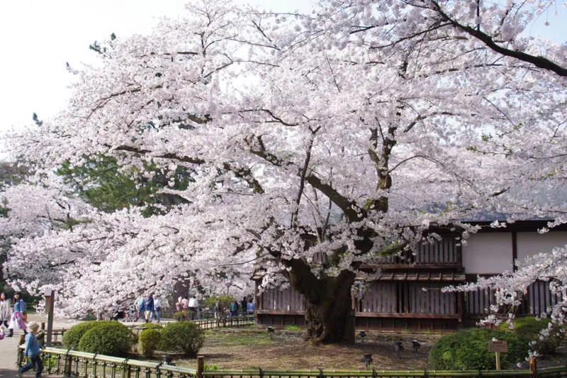弘前公園東内門旁的日本最古老染井吉野