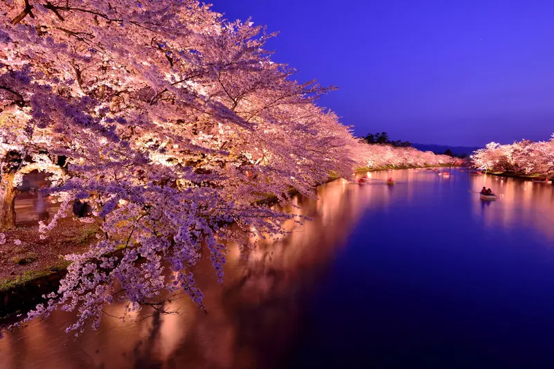 弘前公園西濠夜間點燈與水面倒映的夜櫻