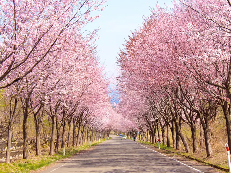 岩木山下綿延的「世界一の桜並木」大山櫻