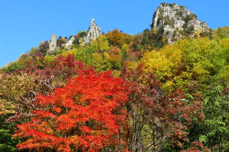 旭岳姿見一帶的紅葉，ナナカマド與草紅葉染紅山坡，遠處雪頂
