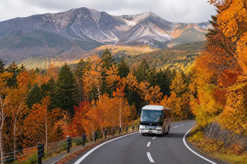 旭川往旭岳的山區道路，兩旁紅葉林，專車行駛