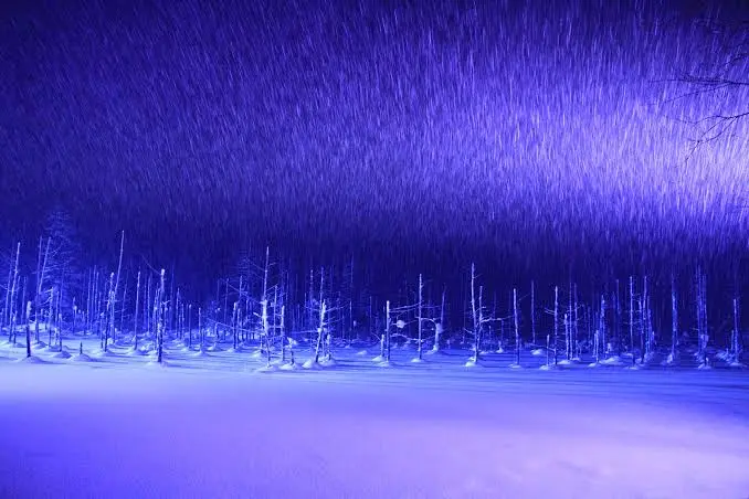 冬季青池夜間點燈，藍白燈光映在結冰的池面與雪地上，枯木剪影立於其中
