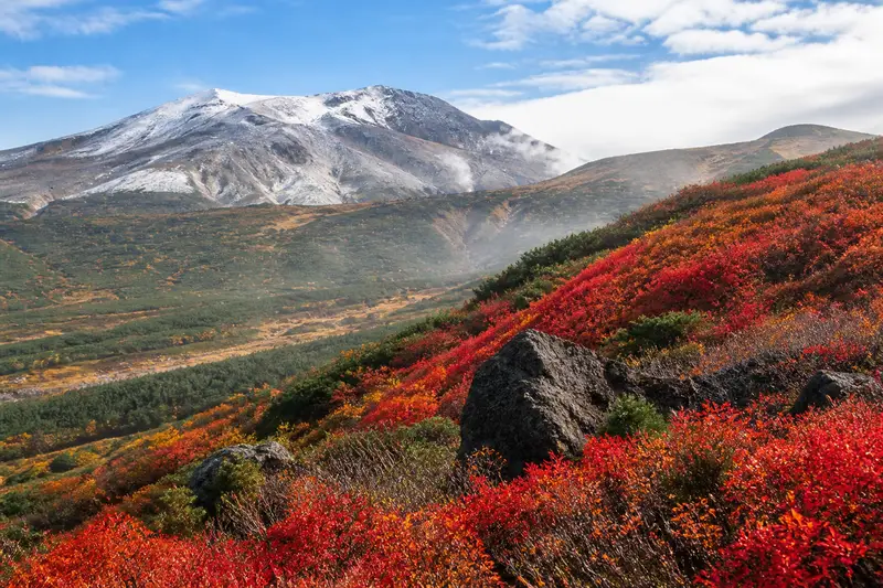 大雪山旭岳的高山紅葉，紅色灌木鋪滿山坡，遠處是初雪的山頭