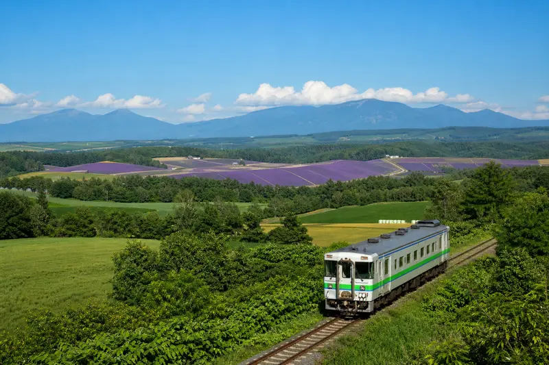 夏季行駛於富良野・美瑛田園間的觀光列車，車窗外是薰衣草與丘陵景色