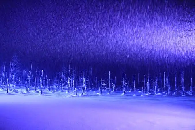 美瑛白金青池冬季結冰並夜間點燈，藍白夢幻雪景