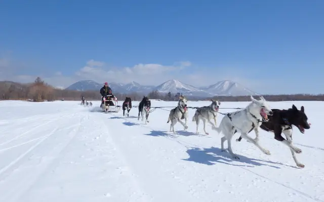 富良野雪原上的哈士奇雪橇，雪犬奔馳、雪花飛揚