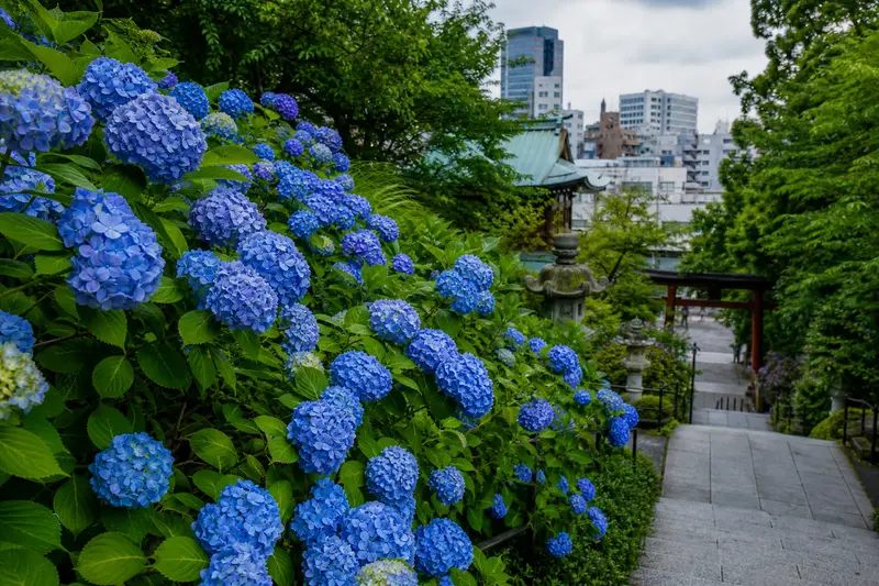 東京市區神社旁盛開的繡球花與綠意步道。