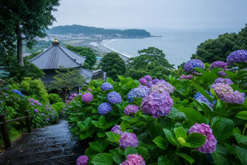 鎌倉山坡寺院中可眺望海景的繡球花步道。