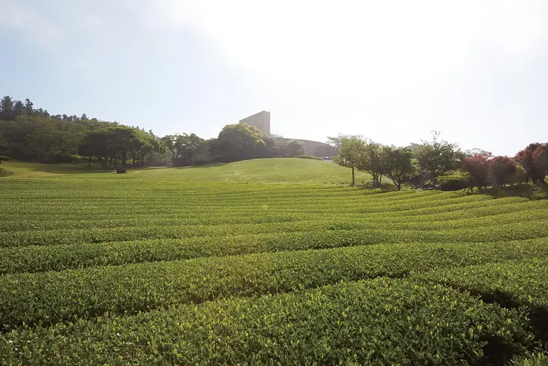 O'sulloc 綠茶博物館外的整片茶園與綠茶霜淇淋