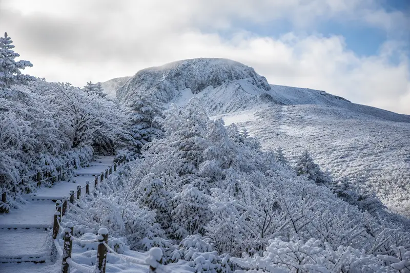 濟州漢拏山冬季雪覆森林步道。