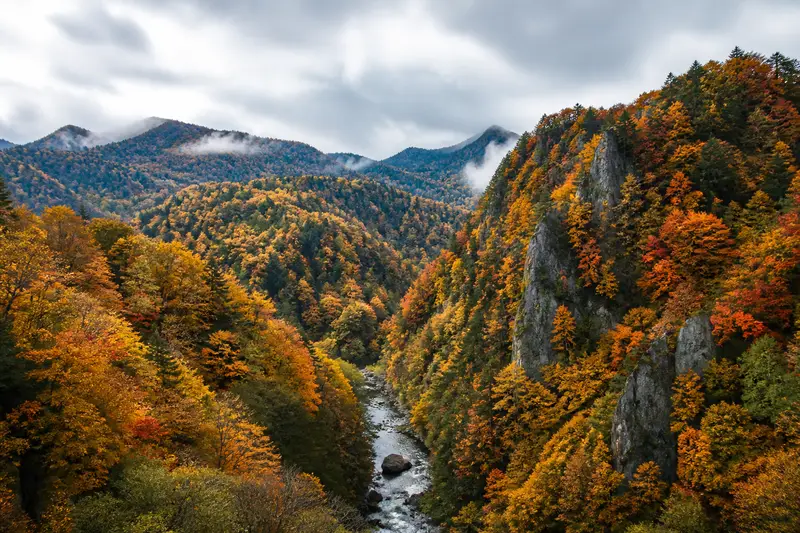 定山溪溪谷滿山紅葉