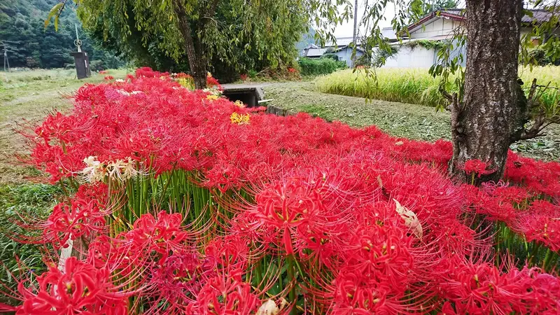 多可町間子曼珠沙華の里示意