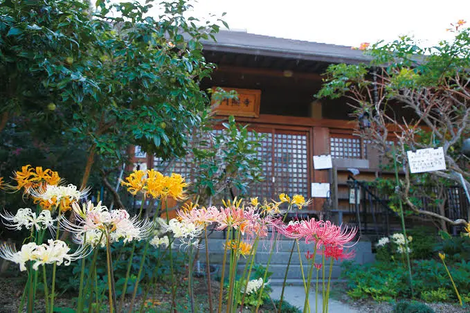 加古川円照寺五色彼岸花示意
