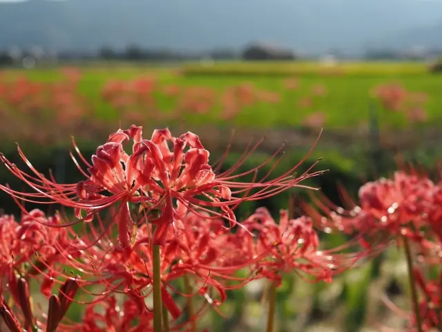 嵯峨野広沢池彼岸花示意
