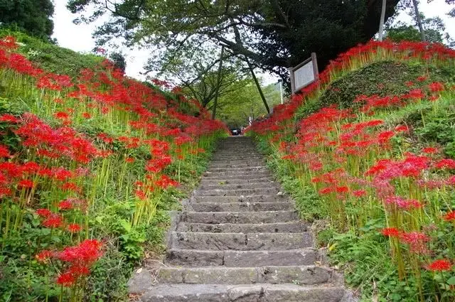 宇陀市佛隆寺彼岸花示意