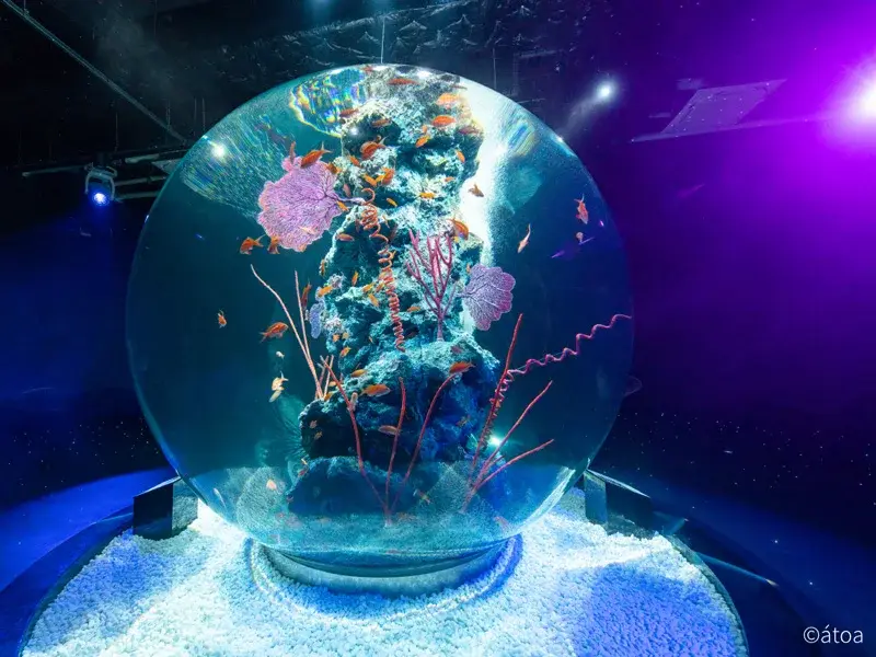 átoa藝術水族館攻略｜神戶都市型水族館，門票、交通、套票一次看懂