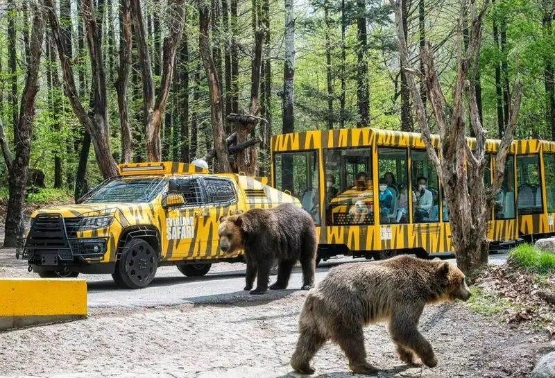 愛寶樂園 Safari World 猛獸區獅子老虎示意