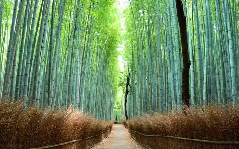 嵐山竹林小徑高聳竹林綠色隧道