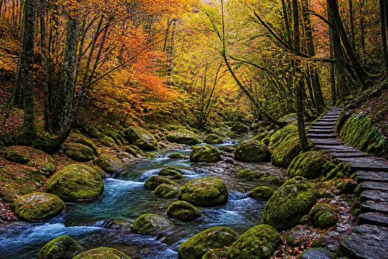 菊池溪谷清流苔石與紅葉的森林步道