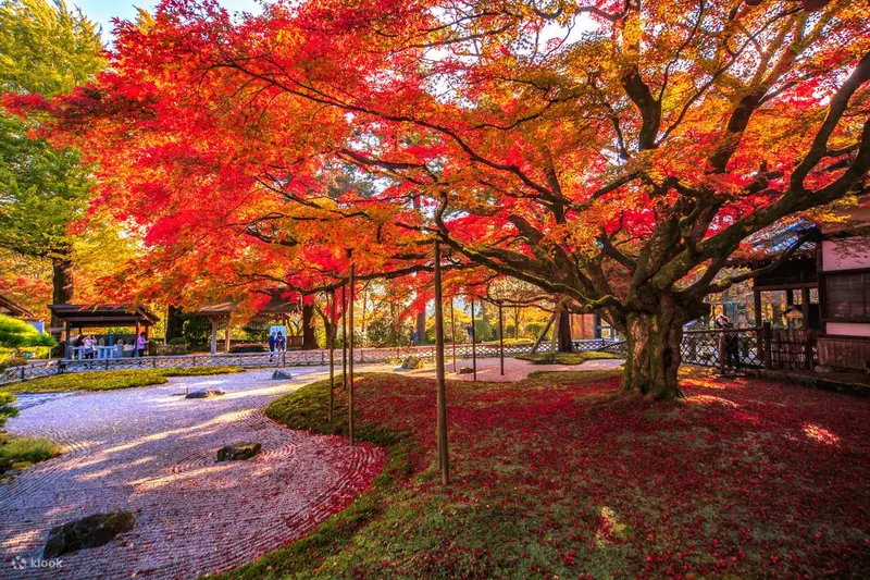 竈門神社參道與社殿被紅葉環繞的秋景
