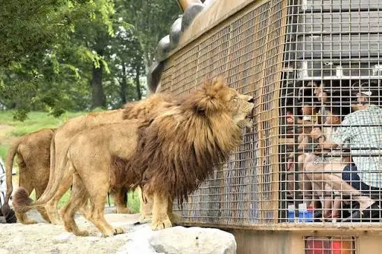 叢林巴士車窗邊獅子張口接食近照
