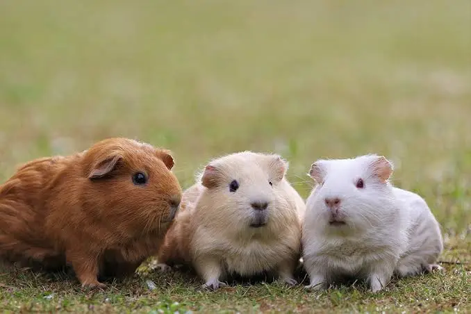 動物之森餵袋鼠水豚親子互動