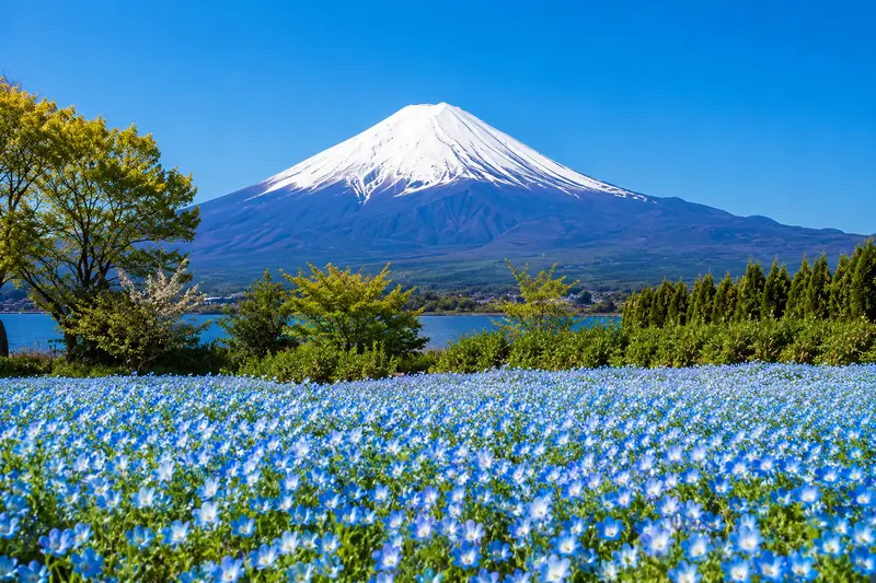 山中湖花之都公園花田與富士山示意