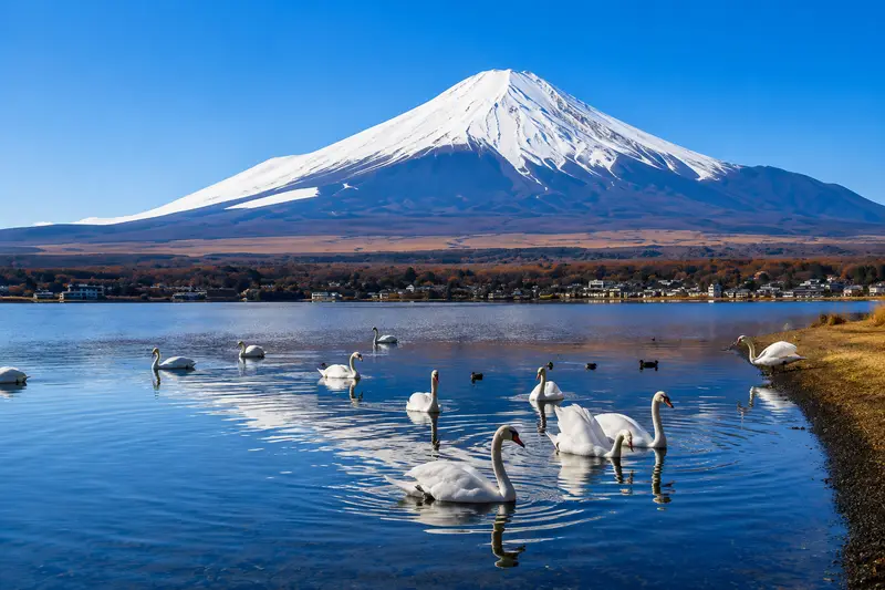 冬季山中湖畔的天鵝與雪頂富士山示意