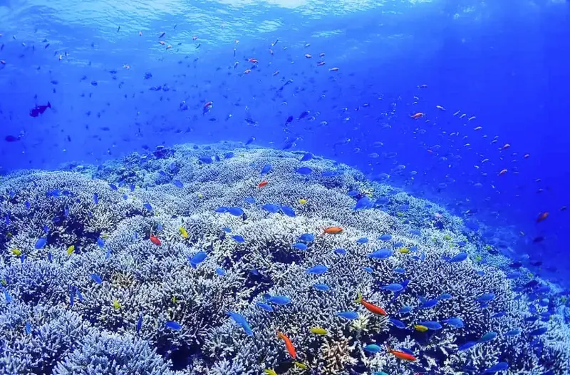宮古島浮潛珊瑚礁與熱帶魚水下示意