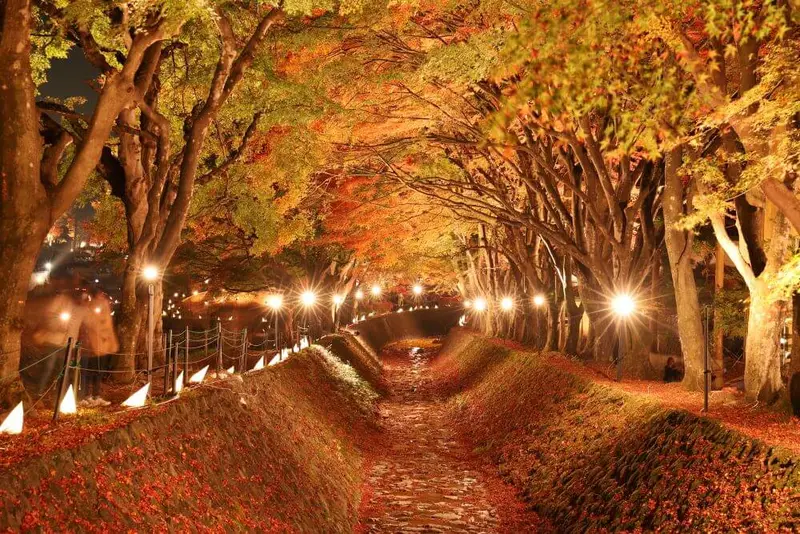 河口湖紅葉迴廊梨川沿岸的火紅楓葉隧道