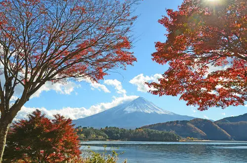 紅葉隧道：紅葉前景與隔湖正對的富士山