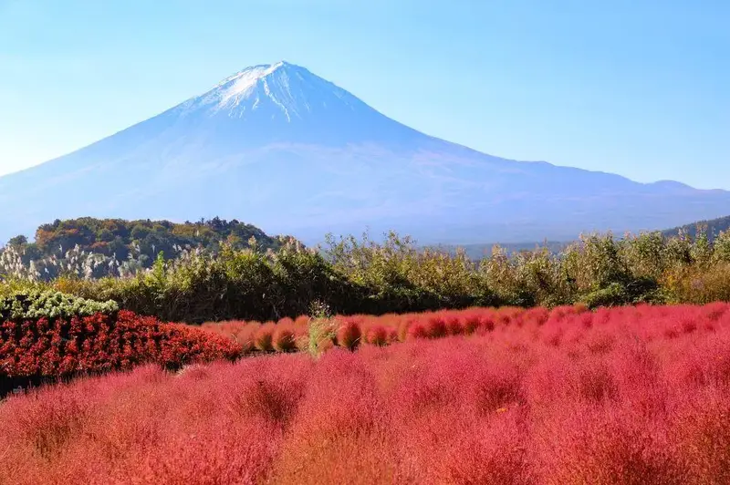 大石公園轉紅的掃帚草與富士山