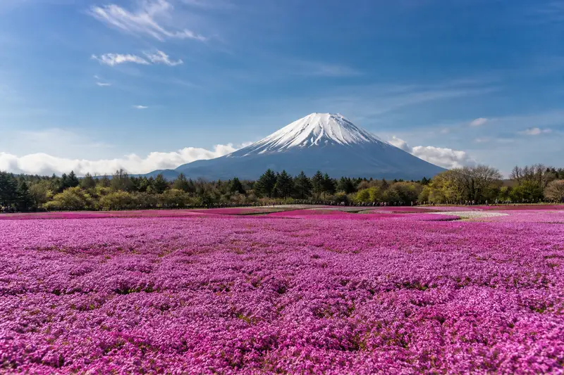 富士芝櫻祭：本栖湖旁大片粉紅芝櫻花毯與富士山